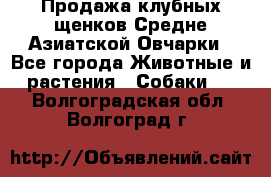 Продажа клубных щенков Средне Азиатской Овчарки - Все города Животные и растения » Собаки   . Волгоградская обл.,Волгоград г.